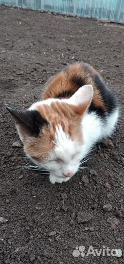 Найдена кошка