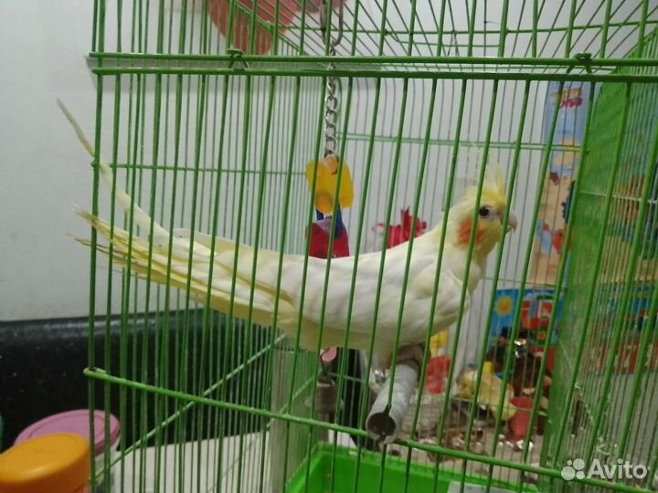 Попугай Корел
