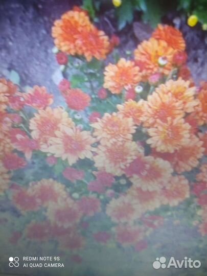 Хризантема мультифлора(шаровидная)