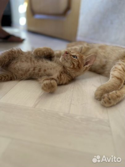 Два рыжика в добрые руки