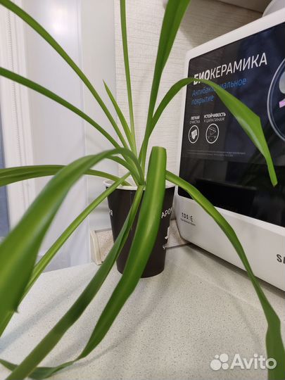 Хлорофитум