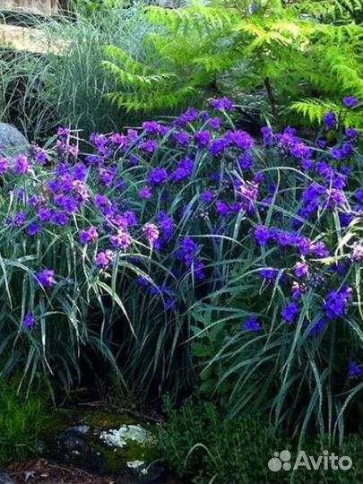 Многолетники садовые