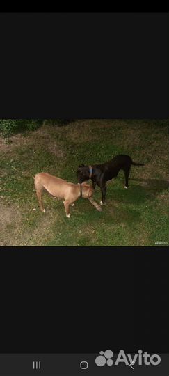 Щенок питбуль девочка