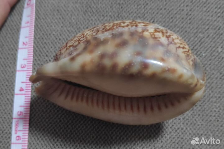 Ракушка каури (возможен обмен)