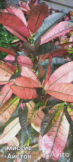 Кодиеумы разные, фикусы разные