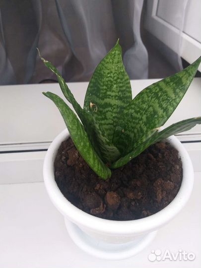 Сансевиерия