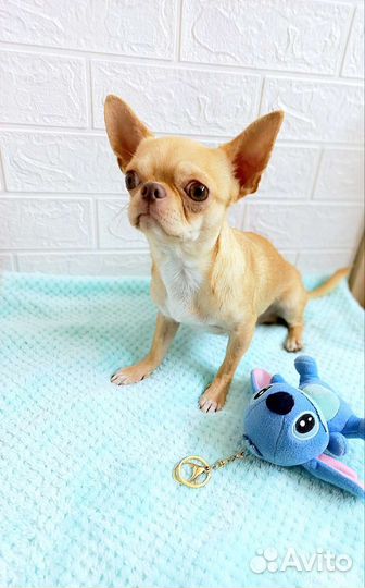 Мини Чихуахуа вязка и щенки