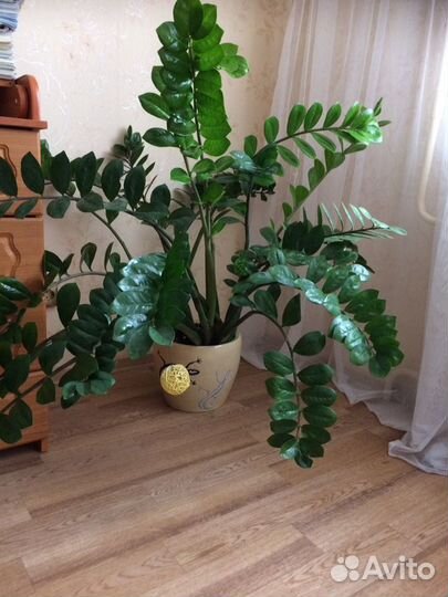 Замиокулькас (долларовое дерево) без горшка