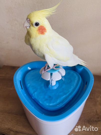 Передержка животных и птиц