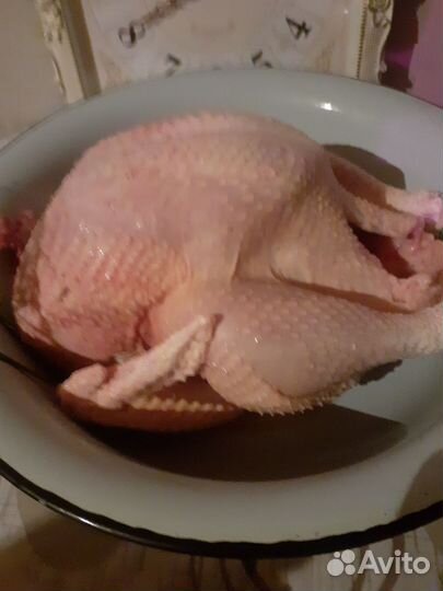Мясо домашней индейки
