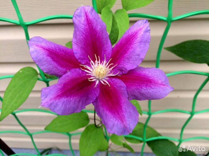 Клематисы Хания