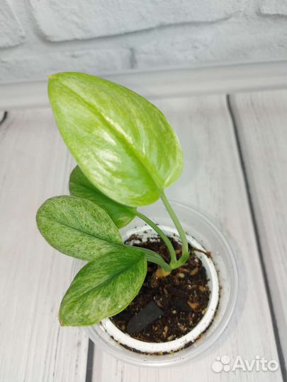 Сциндапсус мунлайт сильвер минт