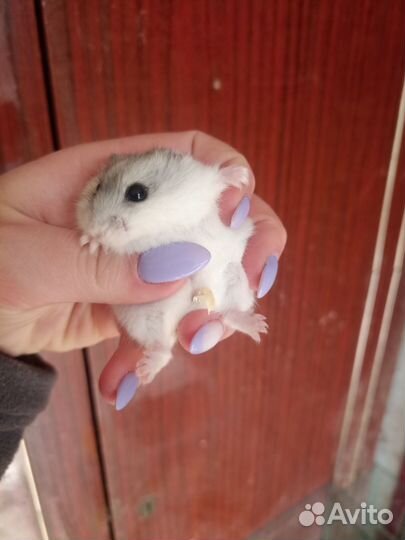 Хомячки разные