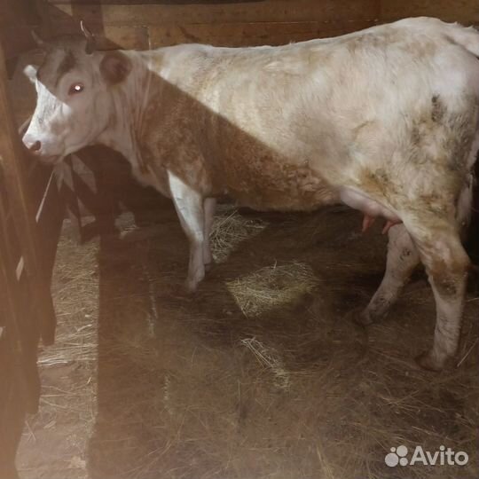 Продам корову первотелка