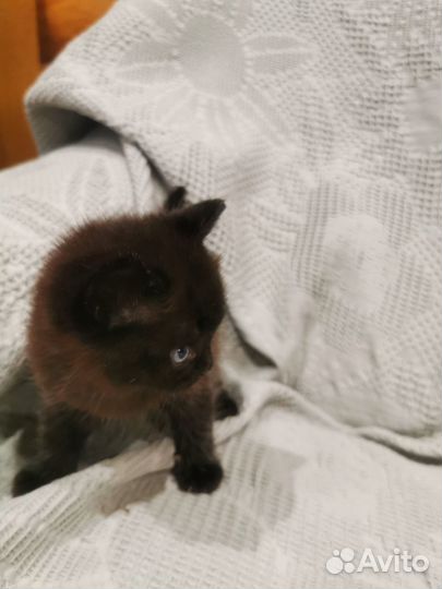 Котята британцы