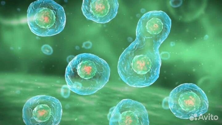 Егэ/огэ по биологии. Конспект 