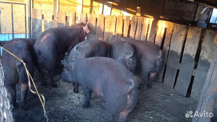 Поросята Дюрок и Пьетрен. Семя хряков