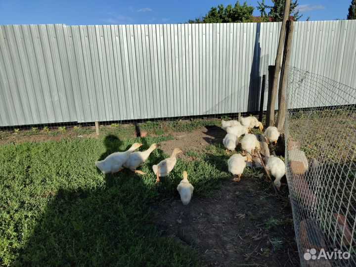 Гусята подрощенные