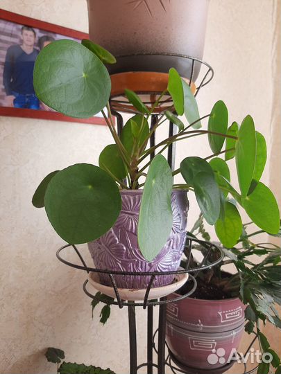 Пилея пеперомиевидная(монетка)