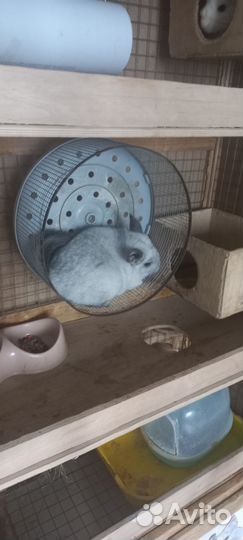Шиншиллы с витриной