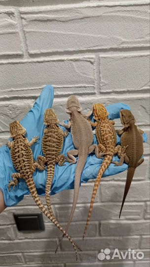 Бородатая агама