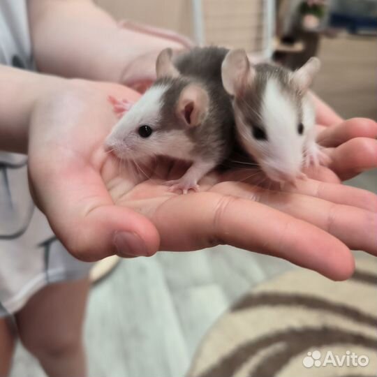 Декоративная крыса дамбо