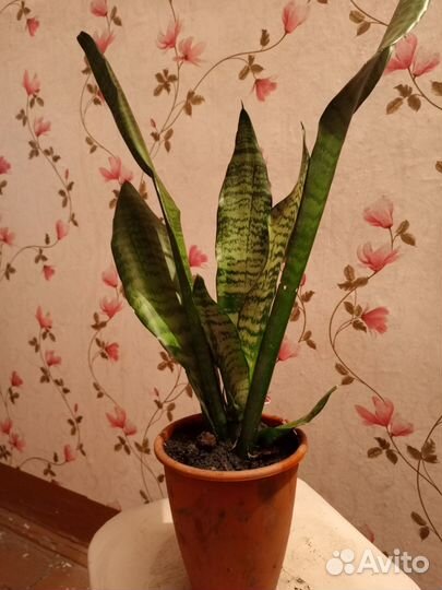 Сансевьерия