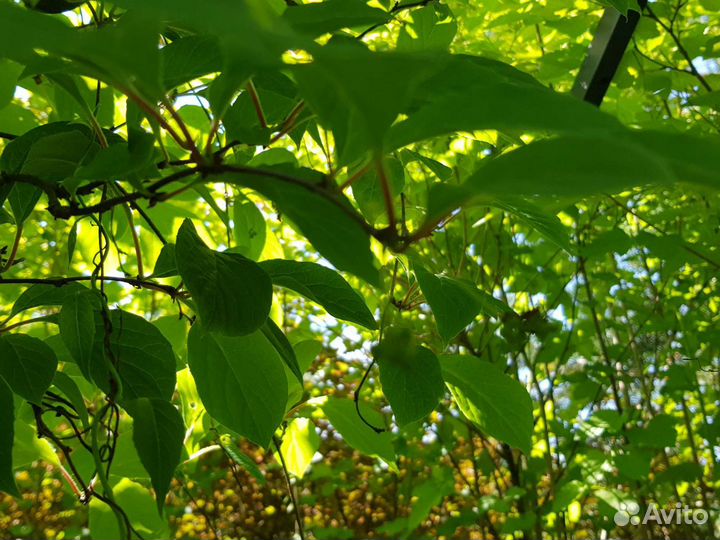 Лимонник китайский и др