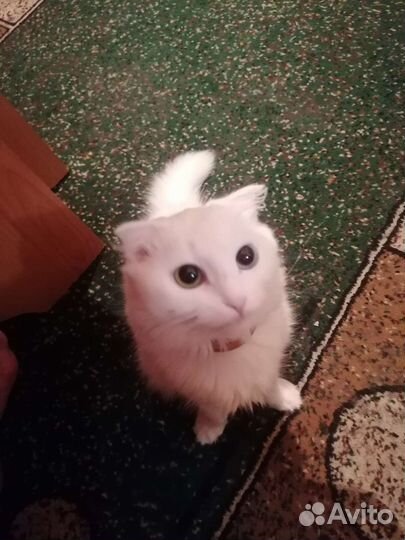 Котята турецкой ангоры
