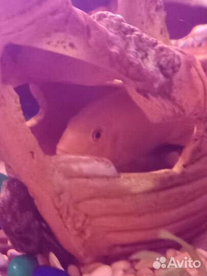 Цихлида-Калибри