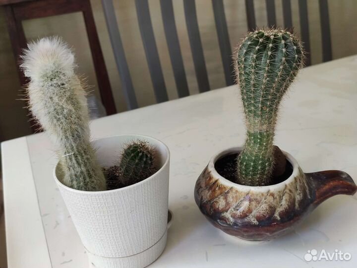 Цветы комнатные