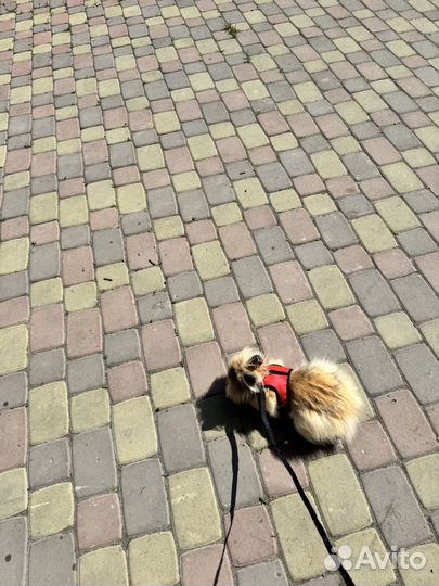 Карликовый кролик лисий