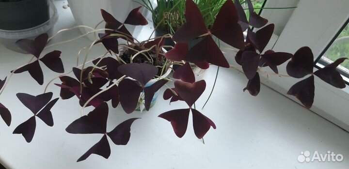 Оксалис Кислица цветущий