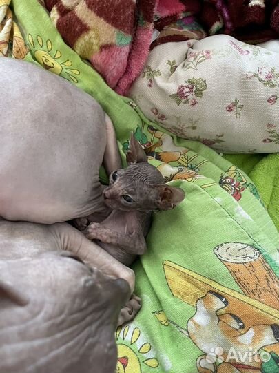 Донской сфинкс
