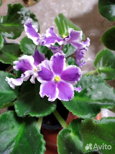 Цветущие фиалки