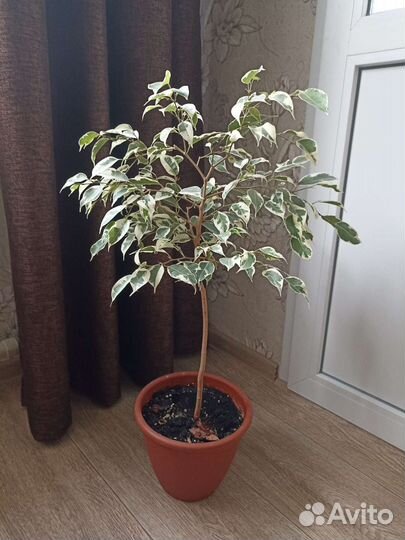 Фикус Бенджамина