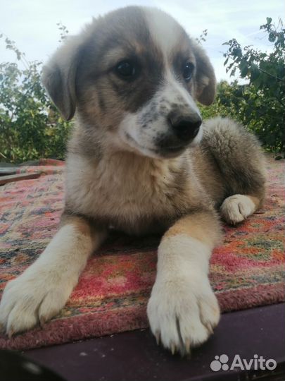 Собака в добрые руки щенок