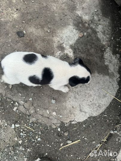 Собака в добрые руки отдам бесплатно щенки