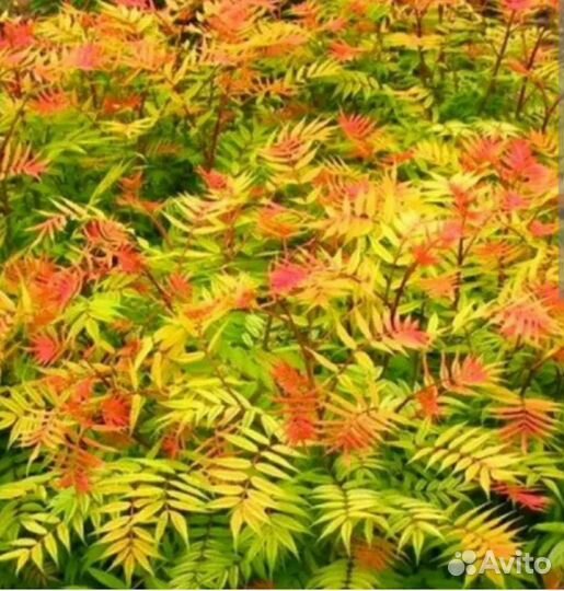 Рябинник рябинолистный