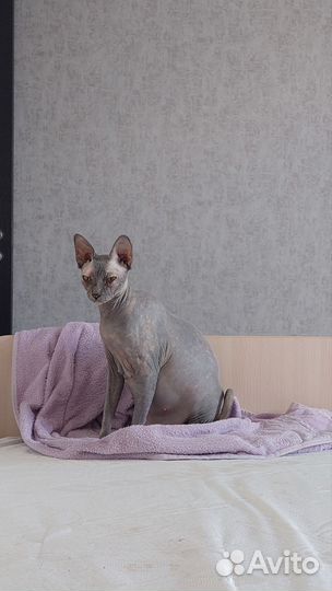 Канадский сфинкс котенок