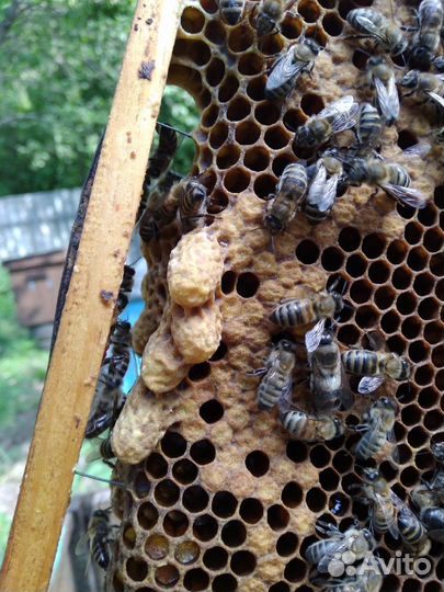 Продам пчелосемьи