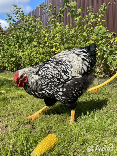 Петух виандот