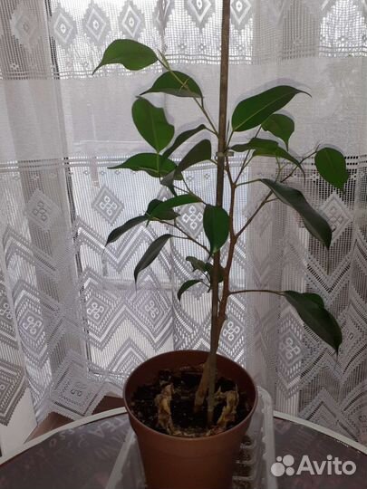 Фикус бенджамина, высота с горшком 45 см