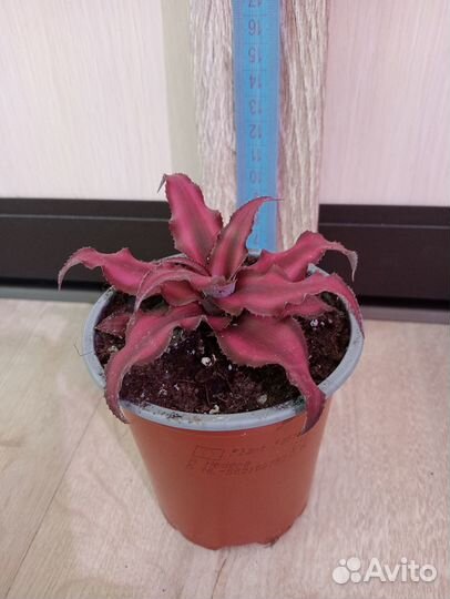 Комнатные растения, цветы в ассортименте