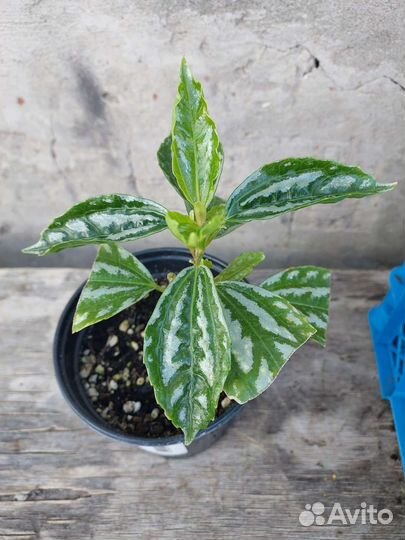 Пилея Кадиера