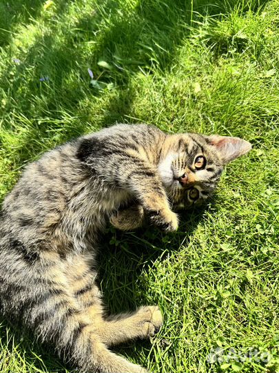 Котенок