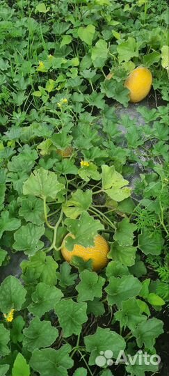 Дыня Мануэла