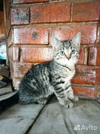 Котенок в добрые руки