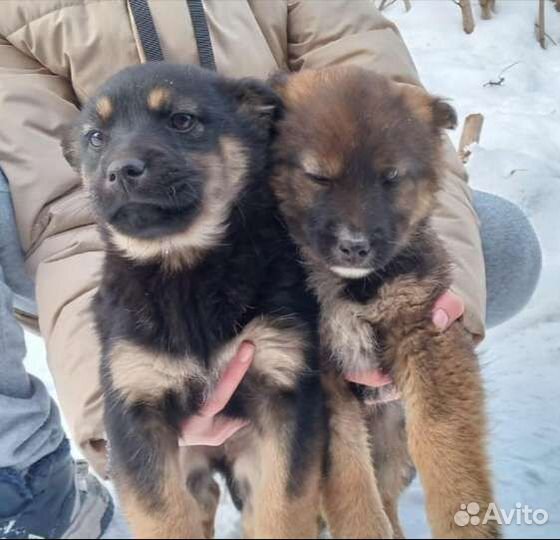 Щенки девочки