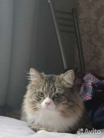 Кот на вязку